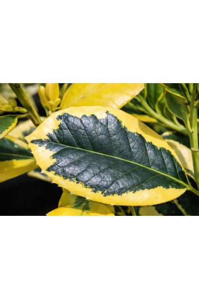 Падуб алтакларенсіс Голден Кінг листя